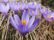 Salita al Monte Campo con distese di crocus e al Laghetto di Pietra Quadra ancora con tanta neve il 9 maggio 2013 - FOTOGALLERY